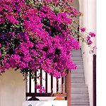 Summer Time Chora (Ios)
